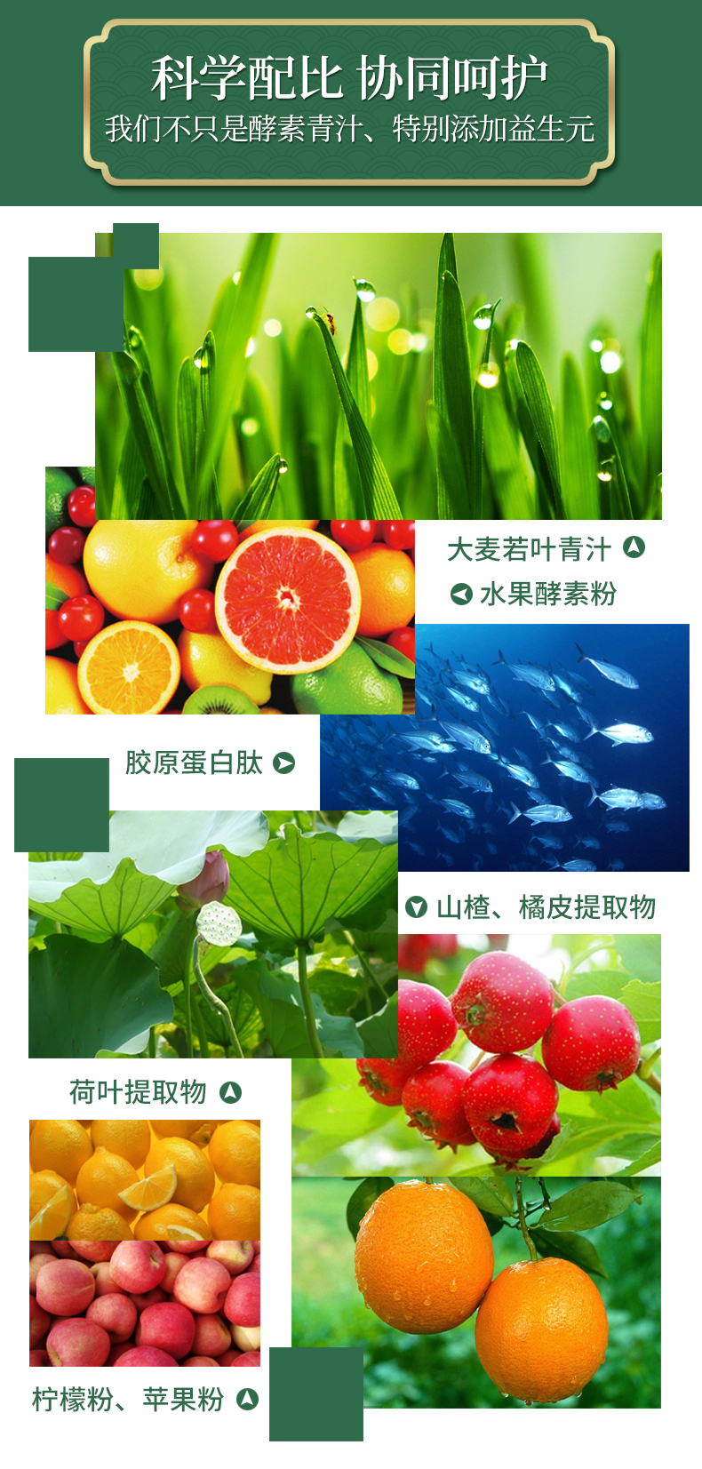 酵素青汁詳情1_05.jpg