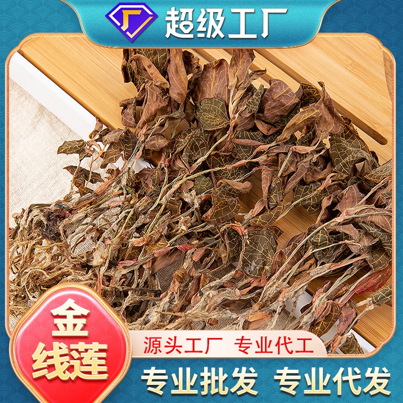 福建干貨純葉全株金線蓮批發(fā)泡水煲湯種植尖葉代發(fā)金線蓮養(yǎng)生茶.jpg