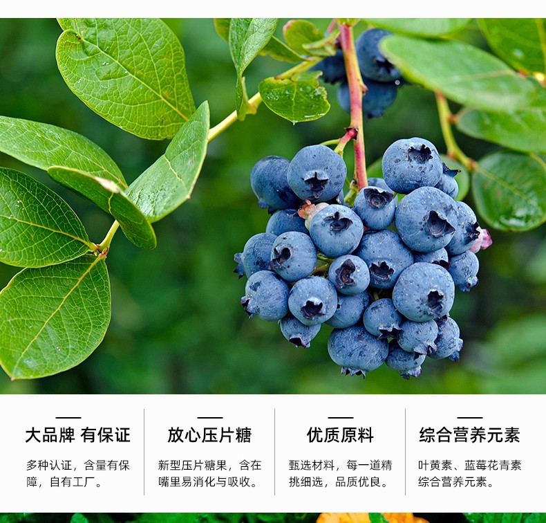藍莓葉黃素壓片糖果_04.jpg