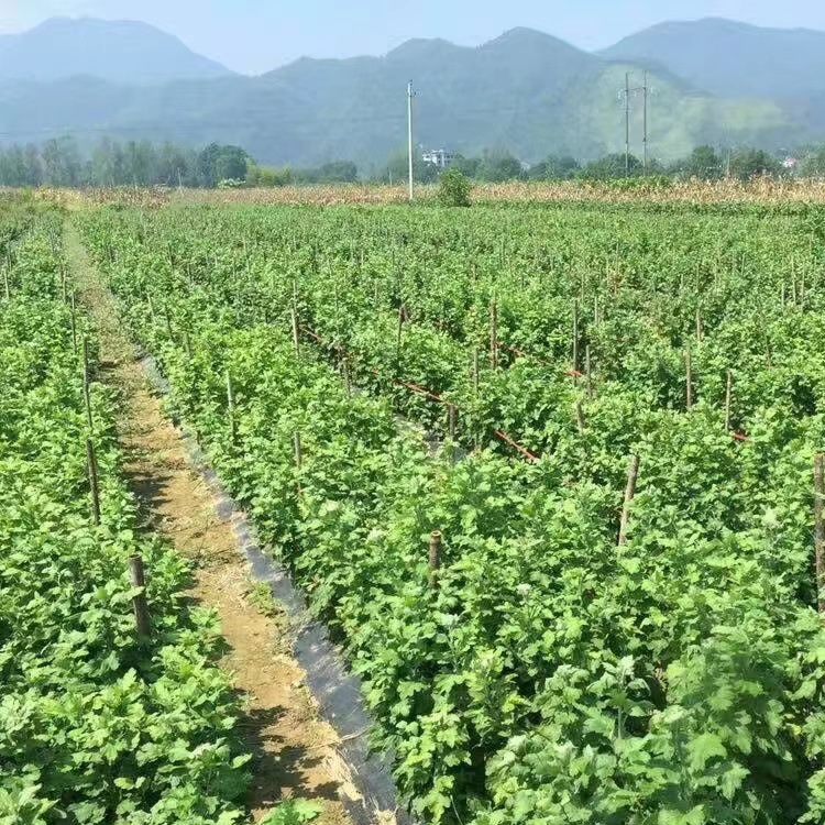 菊花茶茶葉金絲皇菊焦作特產菊花黃菊大朵創源堂廠家批發3.jpg
