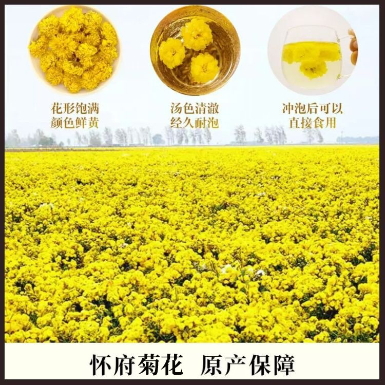 菊花茶廠家批發干菊花懷菊花茶葉創源堂廠家直銷2.jpg