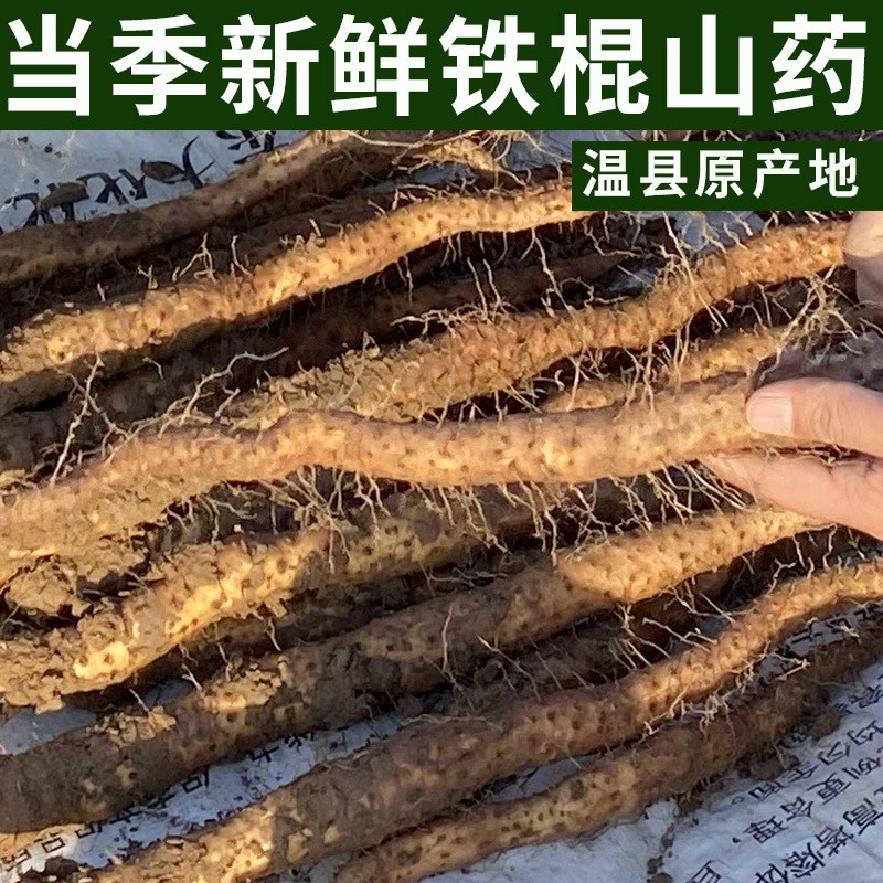 廠家批發新鮮鐵棍山藥河南特產焦作壚土鐵棍山藥溫縣鐵桿懷山藥棍.jpg