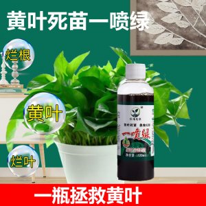 發財樹專用營養液金錢樹室內植物肥料貼牌OEM/ODM