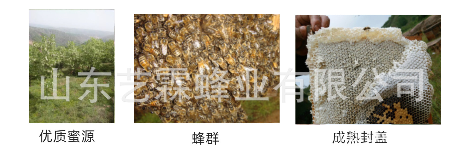 結婚小罐50g喜蜜新婚鉆石禮盒伴娘伴手禮蜂蜜百花蜜喜糖喜禮優選